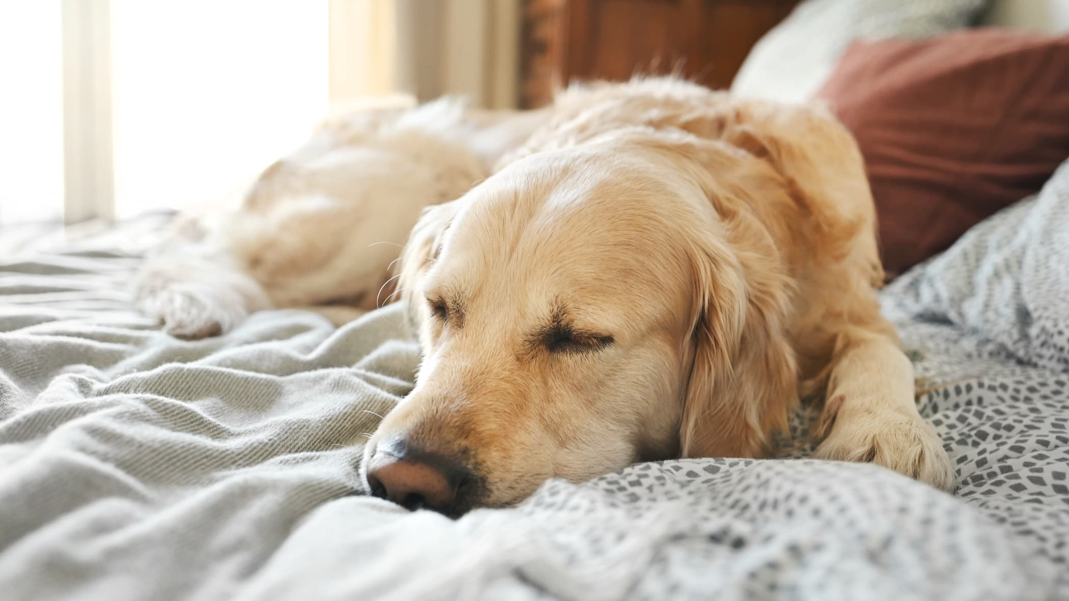 Golden retriever descansando sobre la cama