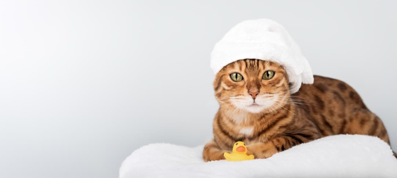 Gato siendo limpiado con espuma MyZoo
