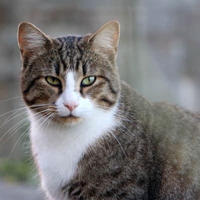 Mascota de Roberto M.