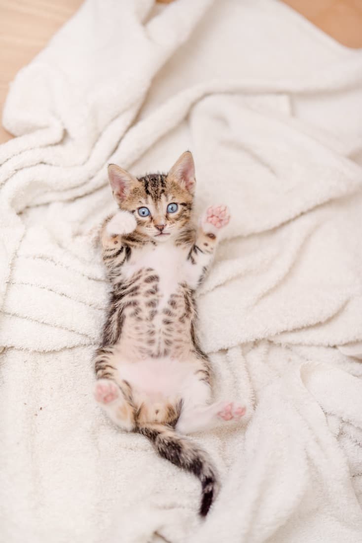 Gatito de ojos azules echado sobre una manta