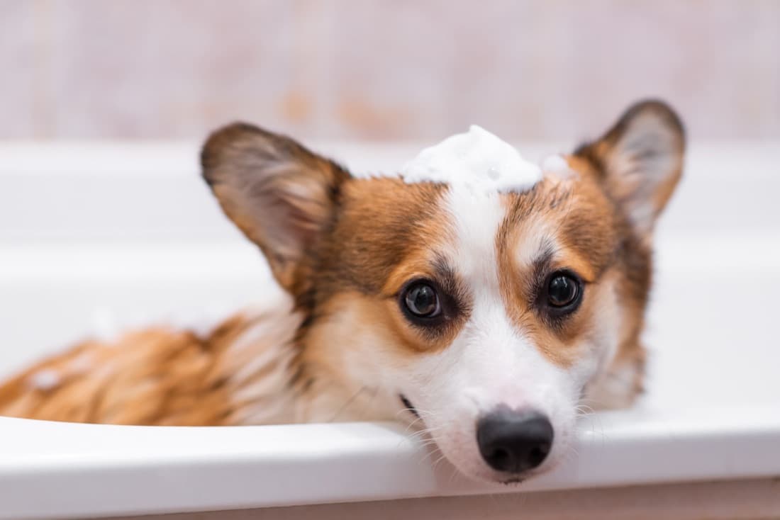 Corgi en la bañera con espuma sobre la cabeza