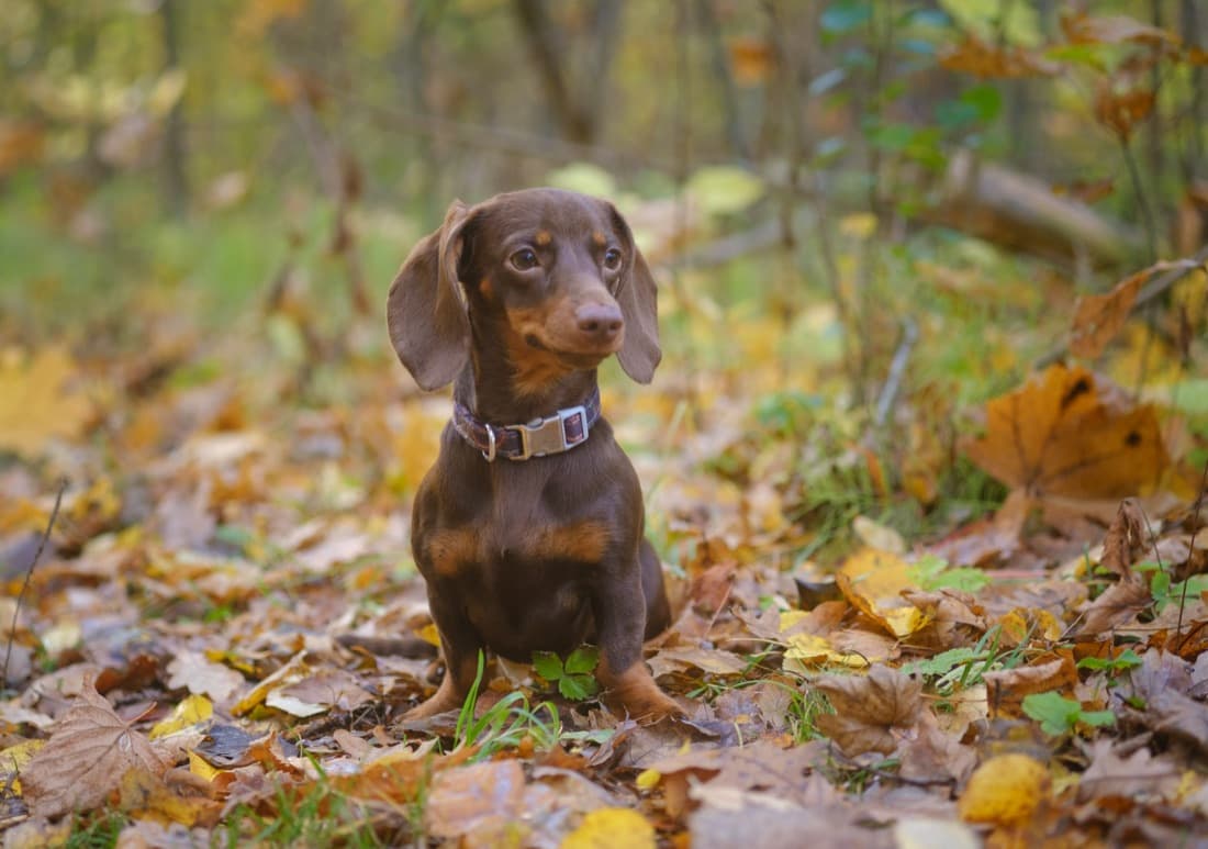 Perro salchicha paseando entre las hojas de otoño