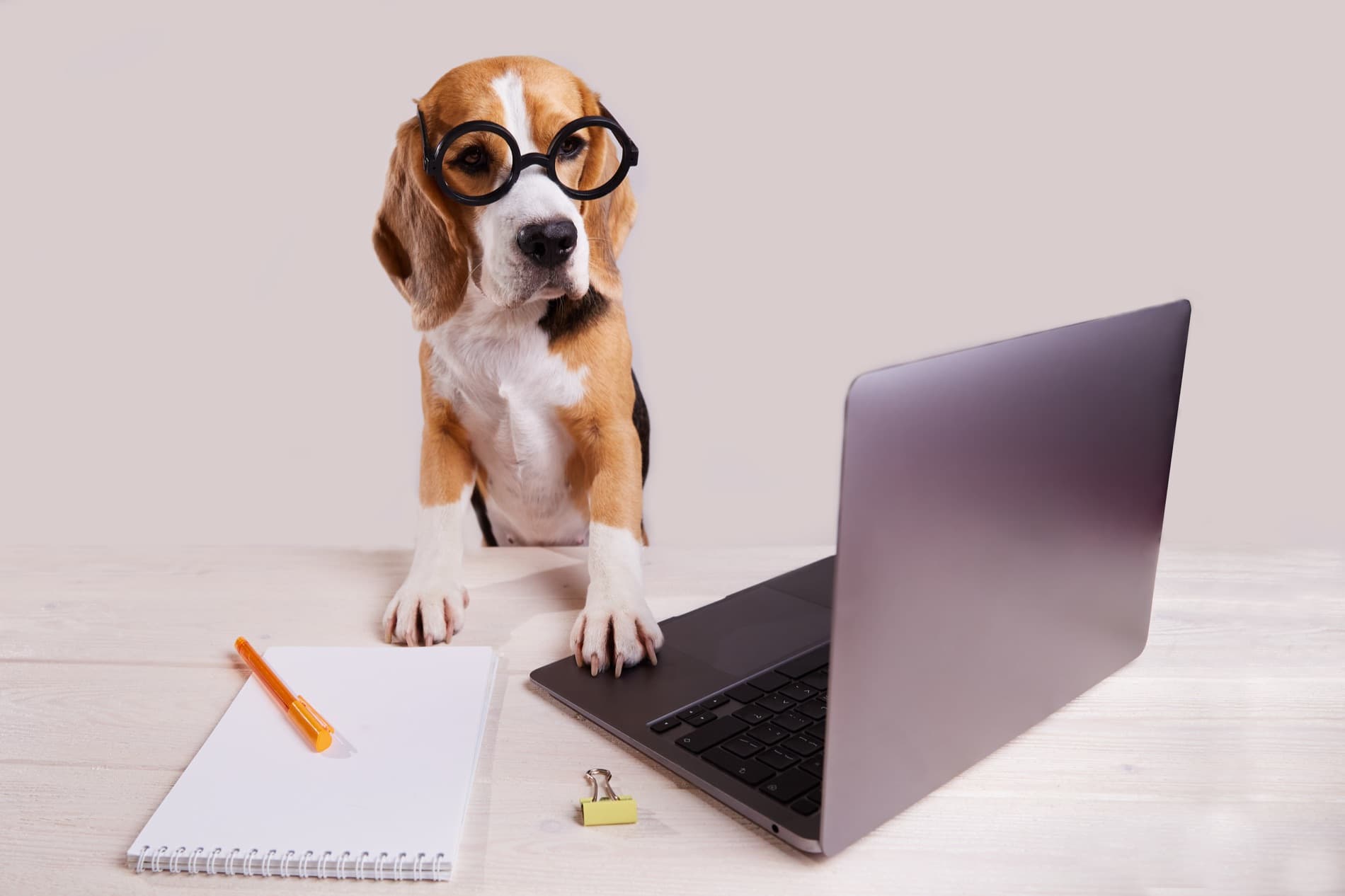 Beagle con anteojos frente a un notebook
